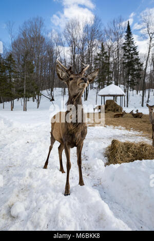 Cerf curieux au Parc Oméga Banque D'Images