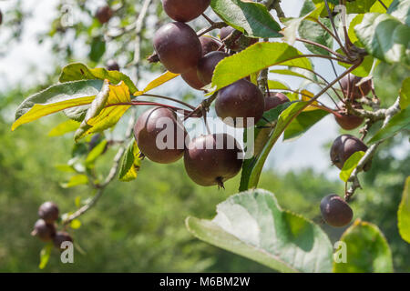 Le sud de pommetier fruit suspendu à l'arbre. Banque D'Images