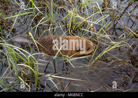 Un bébé castor dans l'eau près de sa tanière, sur la région de Willow Creek, dans le comté de Granite, Montana. Castor du Canada (Castor canadensis) Banque D'Images