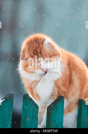 Belle funny chat rouge assis sur la rue au début du printemps sur une clôture en bois au cours de la neige et se lave les pieds Banque D'Images