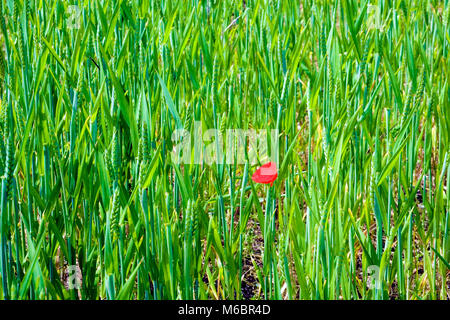 Un simple pavot rouge ajoute une touche de couleur contrastante pour un champ de blé vert dans les régions rurales de Hampshire, England, UK Banque D'Images