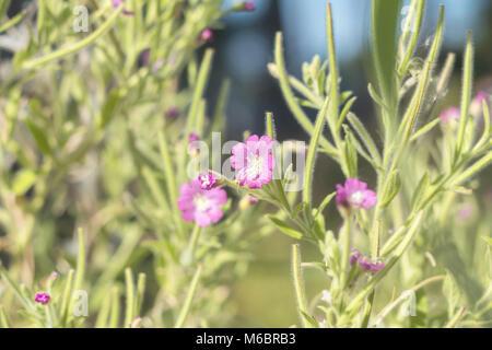 L'herbe douce et juteuse vert fleurs violettes sur le terrain sur une journée ensoleillée. Profondeur de champ Banque D'Images