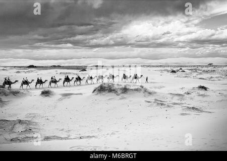 Aventure promenades en chameau sur Anna Bay, Port Stephens Banque D'Images