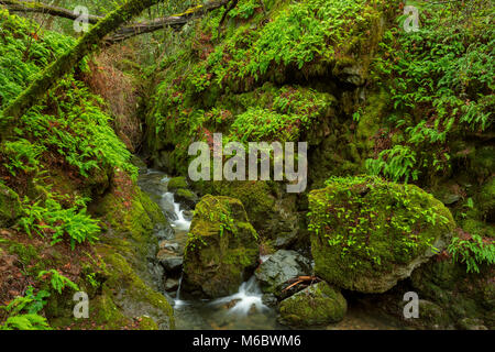 Cataract Creek, le Mont Tamalpais, comté de Marin, en Californie Banque D'Images