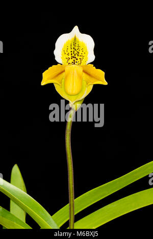 Orchidées Paphiopedilum exul avec deux fleurs sur fond noir. Banque D'Images