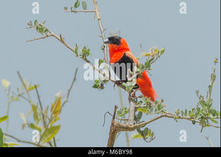 Le nord de l'évêque rouge ou orange (bishop Euplectes franciscanus) de Murchison Falls National Park, l'Ouganda, l'Afrique Banque D'Images