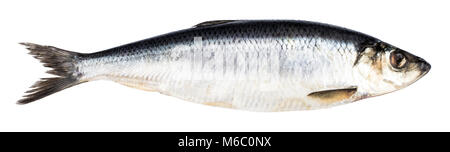 Poisson hareng isolé sur fond blanc avec chemin de détourage. Banque D'Images