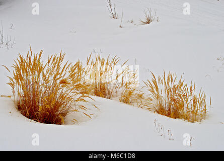 L'herbe jaune sur blanc de la neige en hiver Banque D'Images