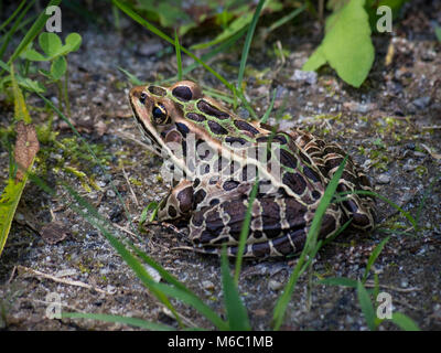 Amphibiens Banque D'Images
