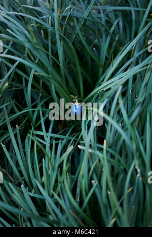 Ophiopogon japonicus Banque D'Images