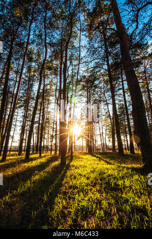 Au coucher du soleil le soleil brille à travers les arbres sur l'herbe de printemps Banque D'Images