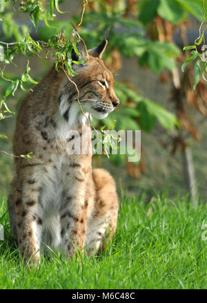 Lynx eurasien (Lynx lynx) assis sur l'herbe et à la recherche de proies parmi les bois gros plan, vue frontale. Banque D'Images