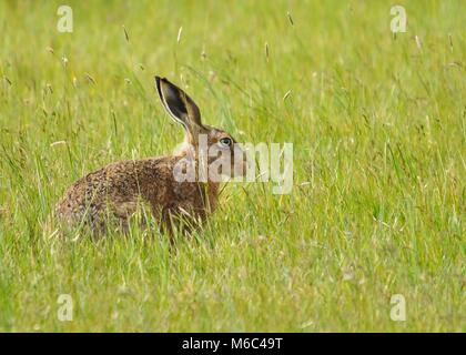 Le lièvre (Lepus europaeus) était camouflé parmi l'herbe. Prise sur la réserve naturelle nationale Elmely Elmley, île de Shepey, Angleterre Banque D'Images