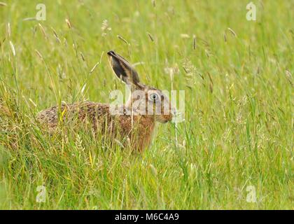 Le lièvre (Lepus europaeus) était camouflé parmi l'herbe. Prise sur la réserve naturelle nationale Elmely Elmley, île de Shepey, Angleterre Banque D'Images