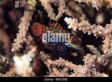 Poisson Mandarin (Synchiropus splendidus). Photo a été prise à Moalboal, Philippines Banque D'Images