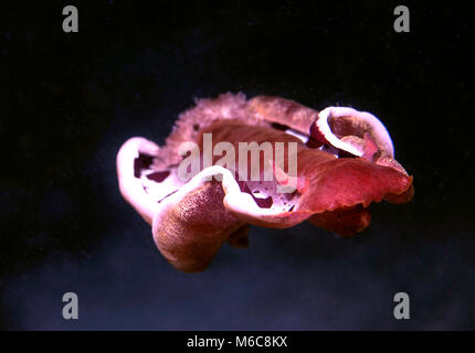 Nudibranche danseuse espagnole (Hexabranchus sanguineus ). Photo a été prise à Moalboal, Philippines Banque D'Images