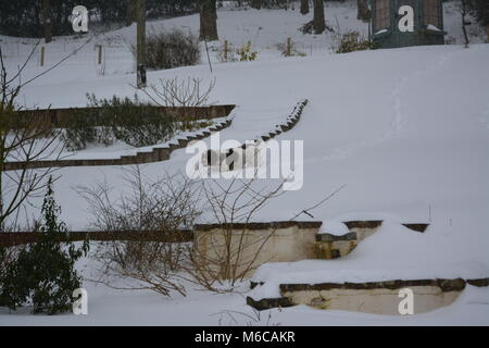 Jardin avec pelouse et étang couvert de neige épais lits après tempête avec épagneul Springer anglais illustré l'herefordshire angleterre doward UK Banque D'Images