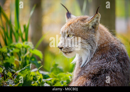 Les Lynx dans le feuillage Banque D'Images