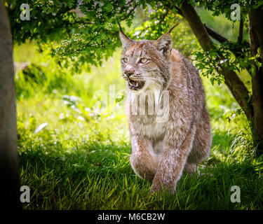 Les Lynx dans le feuillage Banque D'Images