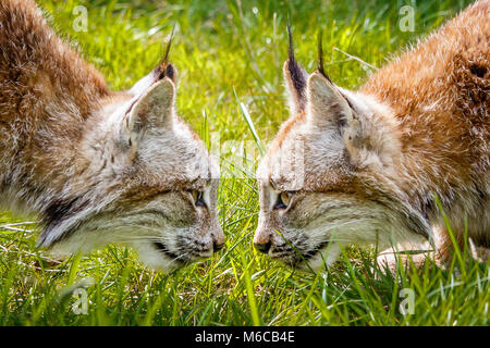 Paire de tête à tête de lynx du Canada Banque D'Images