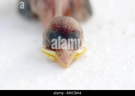 Photo d'un oiseau mort sur fond blanc Banque D'Images