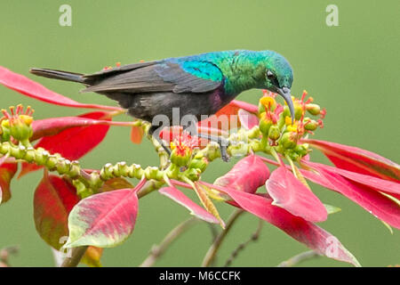 Scarlet-femelle (Nectarinia souimanga touffetée johnstoni) aka-rouge écarlate et le sunbird tufté tufté-souimanga malachite perché sur les poinsettias, Reine Eli Banque D'Images