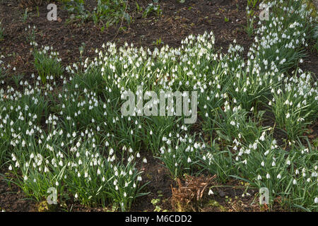 Perce-neige (galanthus) en abondance dans un lit de la fleur d'hiver. Banque D'Images