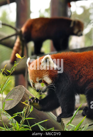 Paire de Red Panda (Ailurus fulgens) avec une photo de côté avec l'un d'eux se nourrissant sur le bambou. Prise au zoo de Colchester, Royaume-Uni. Banque D'Images