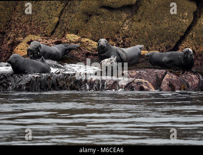 Phoque gris (Halichoerus grypus) face à la mer. Prises sur les îles Scilly, Royaume-Uni Banque D'Images