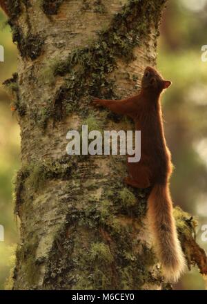 Squirrel rouge mignon (Sciurus vulgaris) escalade d'un arbre, vue latérale gros plan et détaillé. Écosse. Banque D'Images