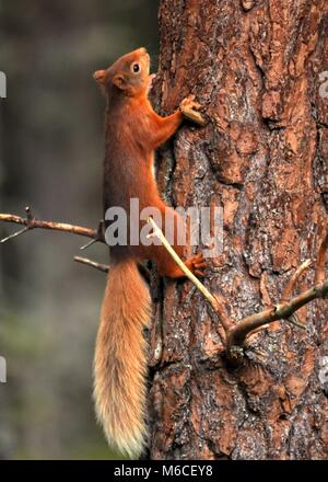 Squirrel rouge mignon (Sciurus vulgaris) escalade d'un arbre, vue latérale gros plan et détaillé. Écosse. Banque D'Images