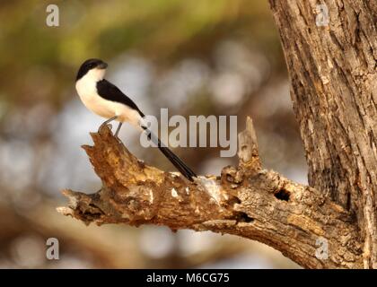 Long-queue fiscal (Lanius cabanisi) perchée sur un arbre dans le Parc National du Serengeti, Tanzanie. Vue détaillée en gros plan. Banque D'Images