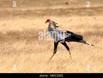 Secrétaire Bird (Sagittaire serpentarius) traversant le Serengeti, Tanzanie. Gros plan et vue latérale. Banque D'Images