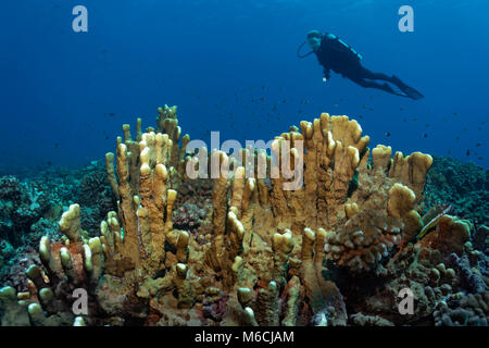 Plus de plongeurs Blade firel coral (Millepora platyphylla), Pacifique, Polynésie Française Banque D'Images