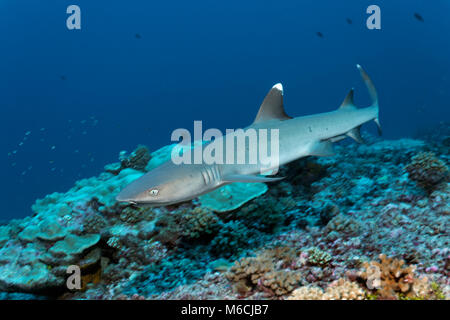 Whitetip reef shark (Triaenodon obesus) flotte au-dessus de coraux, en Polynésie française, la France, l'Océan Pacifique Banque D'Images