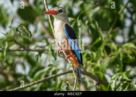 Martin-pêcheur à tête grise (Halcyon leucocephala), 'Murchison's Falls National Park', l'Ouganda, l'Afrique Banque D'Images