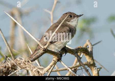Moucherolle Marais Marécage ou alseonax (Muscicapa aquatica) perché dans l'acacia 'Murchison Falls National Park', l'Ouganda, l'Afrique Banque D'Images