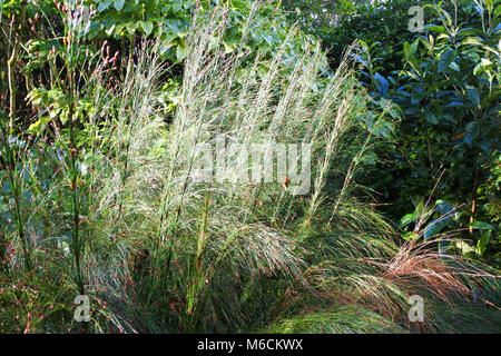 Restio, une herbe d'Afrique du Sud, baigné de lumière du soleil d'hiver dans un jardin de Cornouailles - John Gollop Banque D'Images