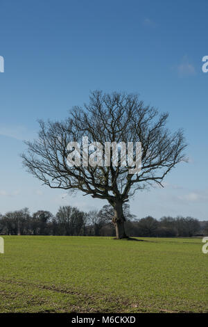 Seul Arbre de chêne en hiver croissant dans le milieu d'un champ arable - vue portrait Banque D'Images