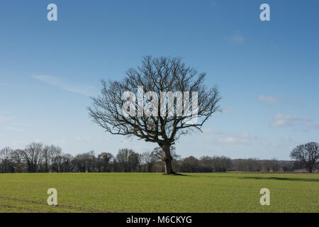 Seul Arbre de chêne en hiver croissant dans le milieu d'un champ arable - paysage Banque D'Images