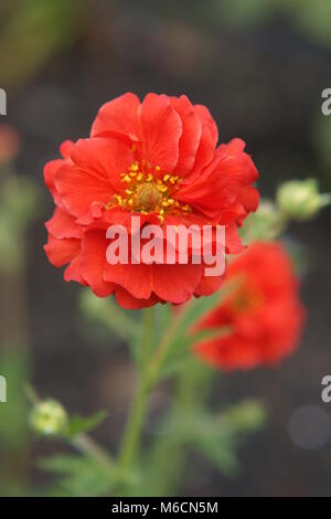 Fleurs de Geum 'angel' Coucher du soleil ardent Banque D'Images