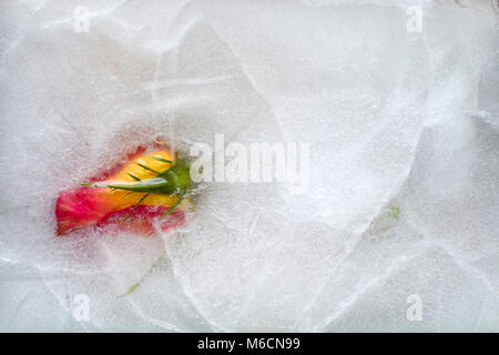 Concept de la rose jaune et rouge et les feuilles gelées dans une épaisse couche de glace Banque D'Images