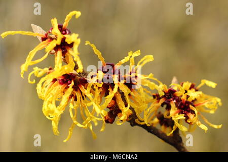 Hamamelis 'Aurora'.Fleurs d'hiver de HAMAMELIS X INTERMEDIA 'AURORA' de noisette sorcière fleurissent en janvier.ROYAUME-UNI Banque D'Images