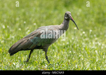 Hadada ou hadeda ibis (Bostrychia hagedash) Bigodi Wetland Sanctuary District Kamwenge, Ouganda, Afrique du Sud Banque D'Images