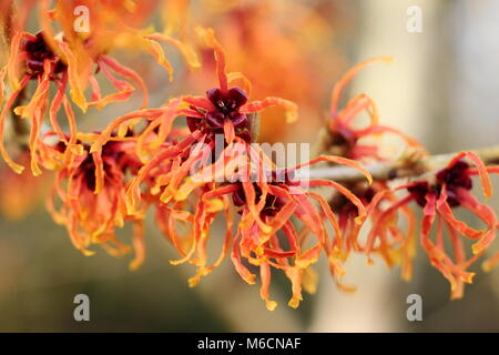 Fleurs de l'hiver d' araignée blooming HAMAMELIS X INTERMEDIA JELENA' l'hamamélis, la floraison en janvier, de l'arbuste, UK Banque D'Images