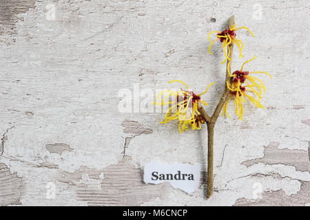 Fleurs de l'hiver d' araignée blooming Hamamelis vernalis 'Sandra' l'hamamélis , arbuste, UK Banque D'Images