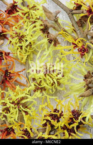 Hamamelis x intermedia. L'hamamélis dont PRIMAVERA, .AURORA, Jelena, PALLIDA, ARNOLD PROMESSE Banque D'Images