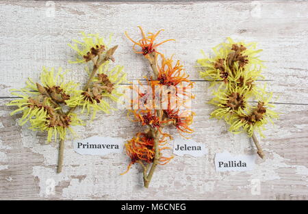 Variétés hamamélis L-R : Hamamelis x intermedia PRIMAVERA, Hamamelis x intermedia JELENA, Hamamelis x intermedia PALLIDA Banque D'Images