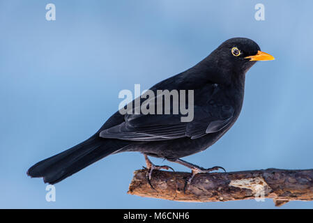 Blackbird mâle (Turdus merula) perché sur une branche de pin de profil avec un fond bleu neigeux Banque D'Images