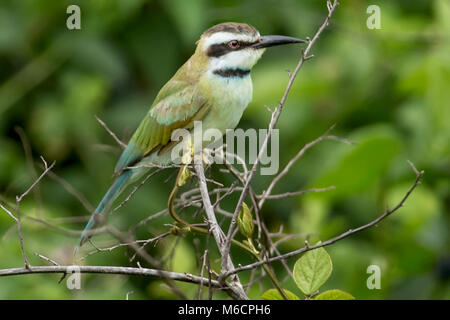 White-throated bee-eater (Merops albicollis), la Gorge de Kyambura, Parc national Queen Elizabeth, l'Ouganda, l'Afrique Banque D'Images